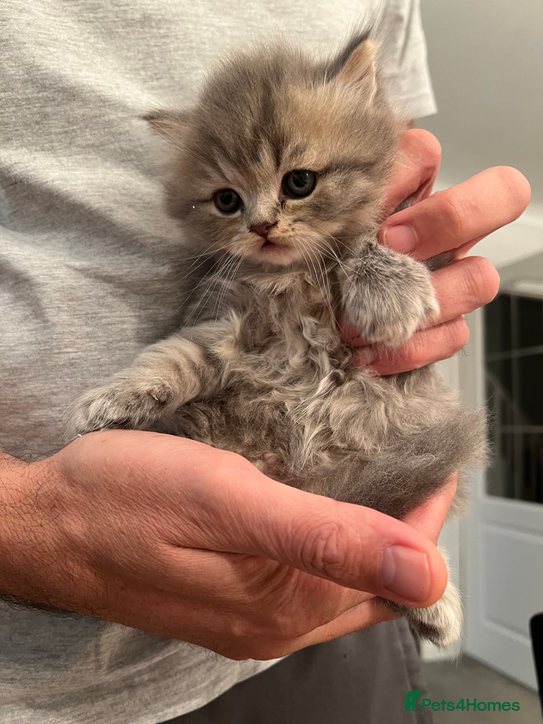 Scottish Fold cats for sale: Scottish fold and Scottish straight kitten - Advert 8