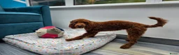Toy Poodle dogs for sale: Gorgeous red female Toy poodle in Horsham - Advert 4