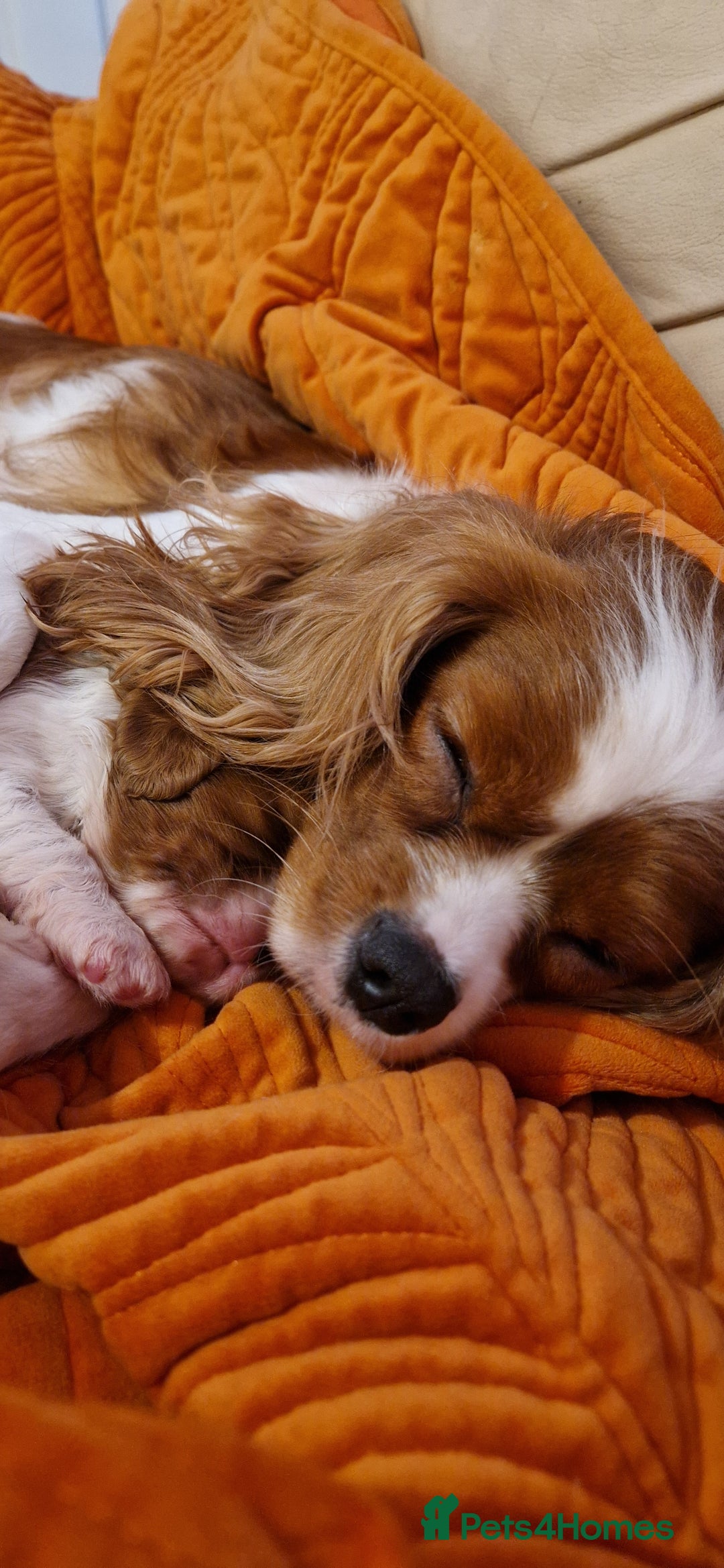 Cavalier King Charles Spaniel dogs for sale: ✨ Gorgeous Puppy Ready for a Loving Home ✨ - Advert 6