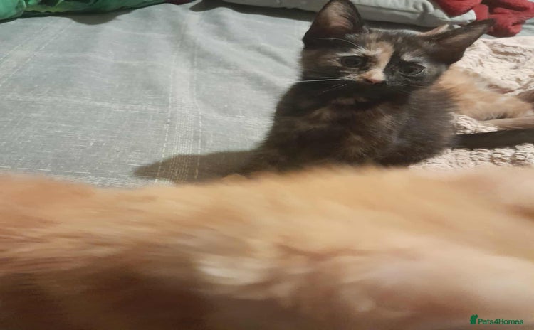 Mixed Breed cats - Advert 16
