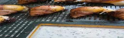 Snails invertebrates for sale: African land snail babies  in Bournemouth - Advert 7