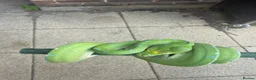 Snake reptiles for sale: Sorong green tree python  - Advert 3