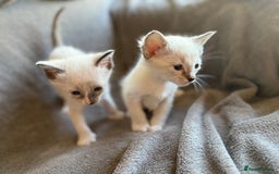Ragdoll cats for sale: Ragdoll X Siamese - Image 11