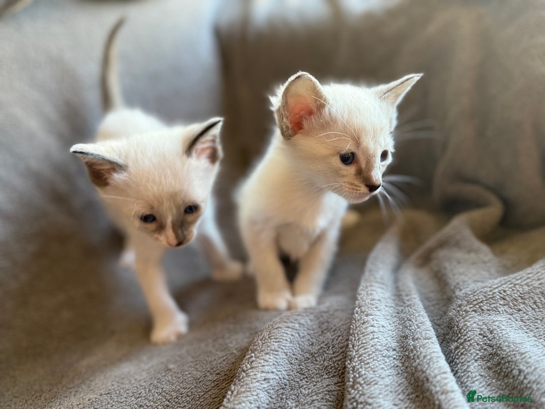 Ragdoll cats for sale: Ragdoll X Siamese - Image 11