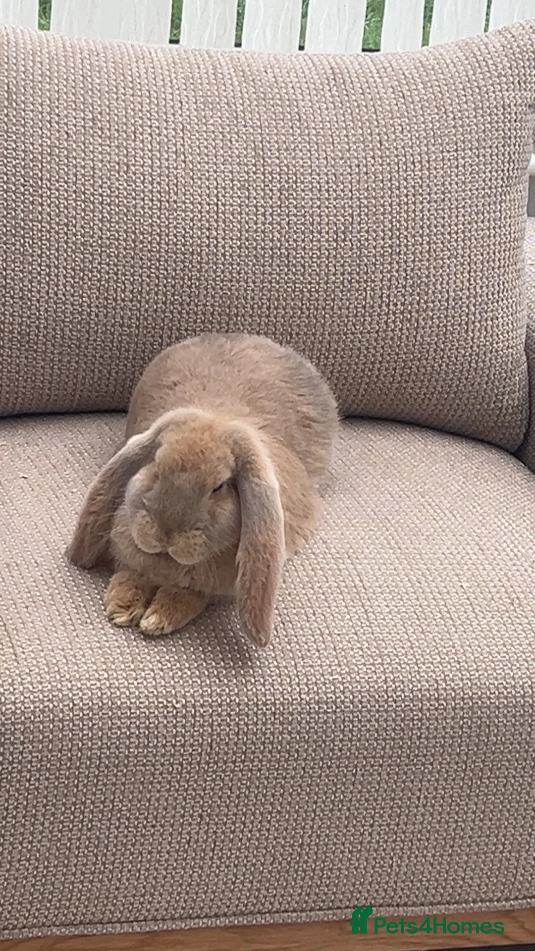 French Lop rabbits for sale: Male and Female French Lops  in Bilston - Advert 2