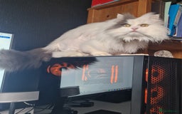 Ragdoll cats for sale: Gorgeous Ragdoll x Persian boy  - Image 10