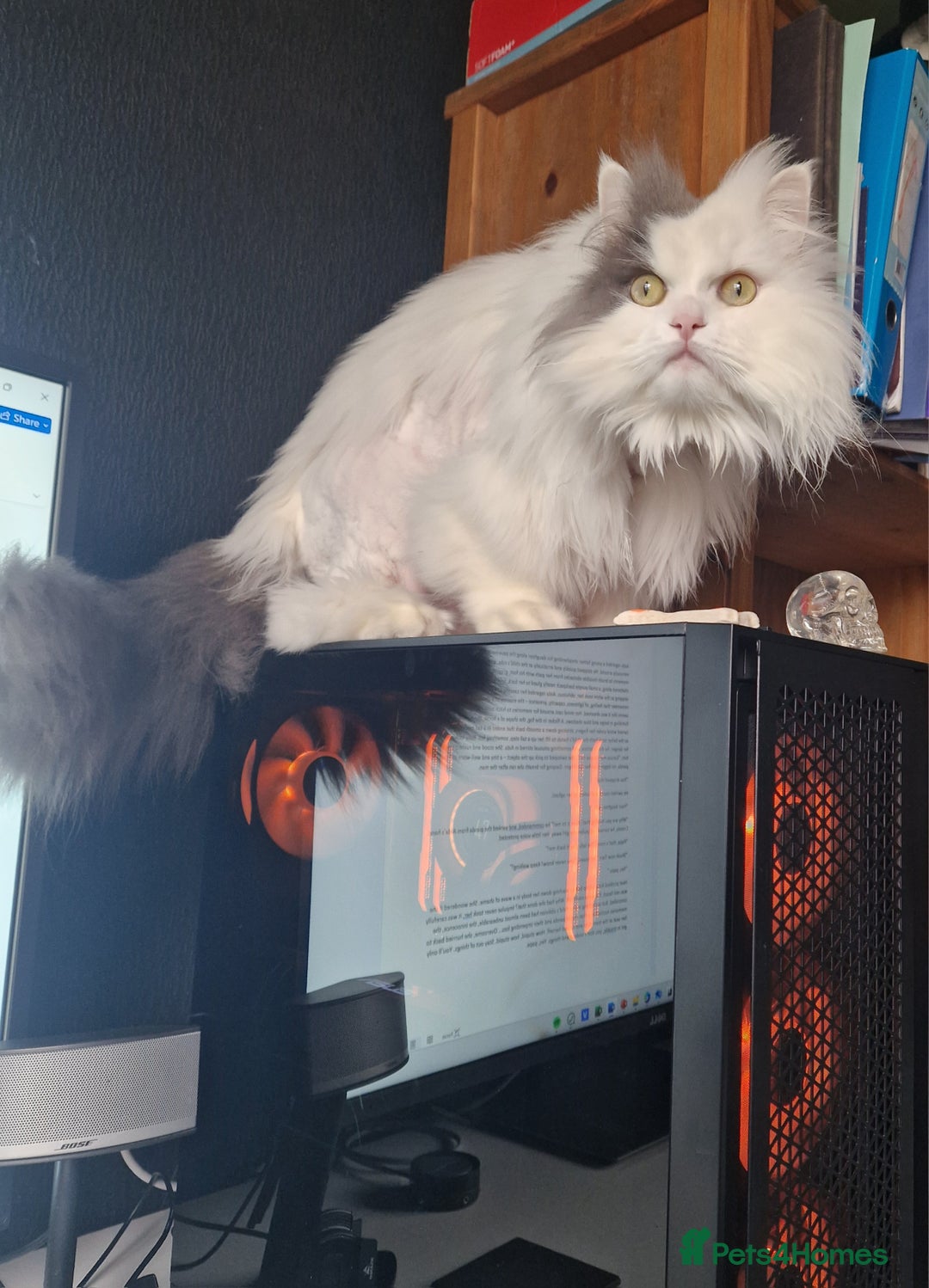 Ragdoll cats for sale: Gorgeous Ragdoll x Persian boy  - Image 10