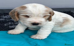 Cocker Spaniel dogs for sale: Litter of quality show Cocker spaniel puppies - Image 4