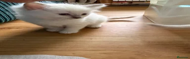 Pink collar Ragdoll Kitten 1