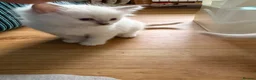 Ragdoll cats for sale: Beautiful Lilac Point Female Ragdolls GCCF reg  - Advert 5