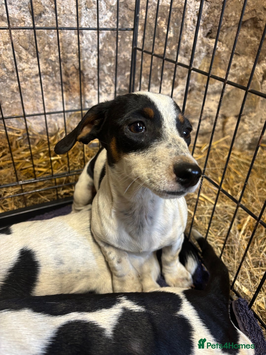 Mixed Breed dogs for sale: JacksHund Puppies  - Image 4