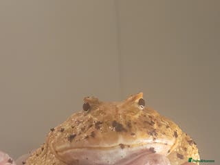 Frog reptiles Female pacman frog - Advert 3