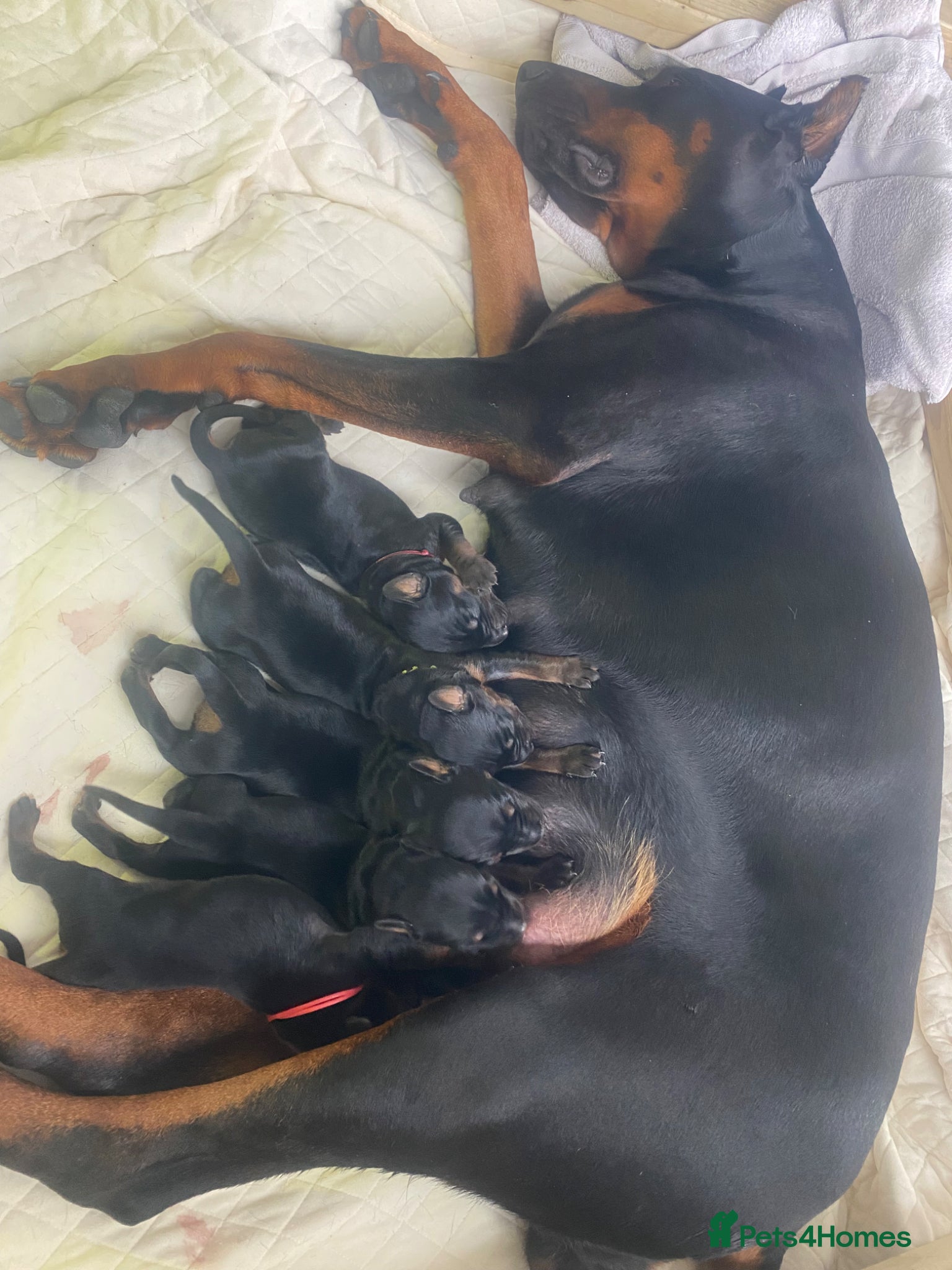 Dobermann dogs Doberman puppies - Advert 10