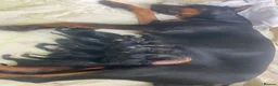 Dobermann dogs for sale: Doberman puppies - Advert 11