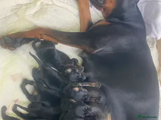 Dobermann dogs Doberman puppies - Advert 10