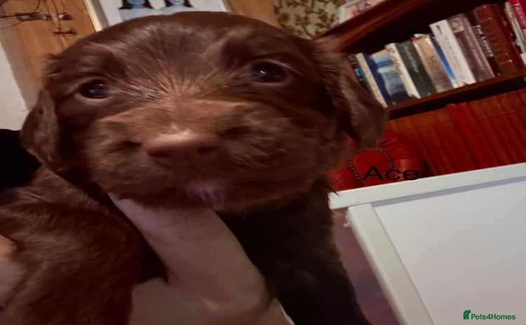 Cockapoo dogs - Advert 4