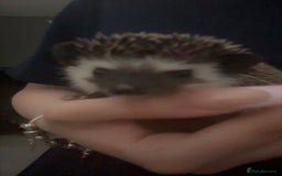 Pygmy Hedgehog rodents for sale: Pygmy hedgehog ( 9 months) - Image 6