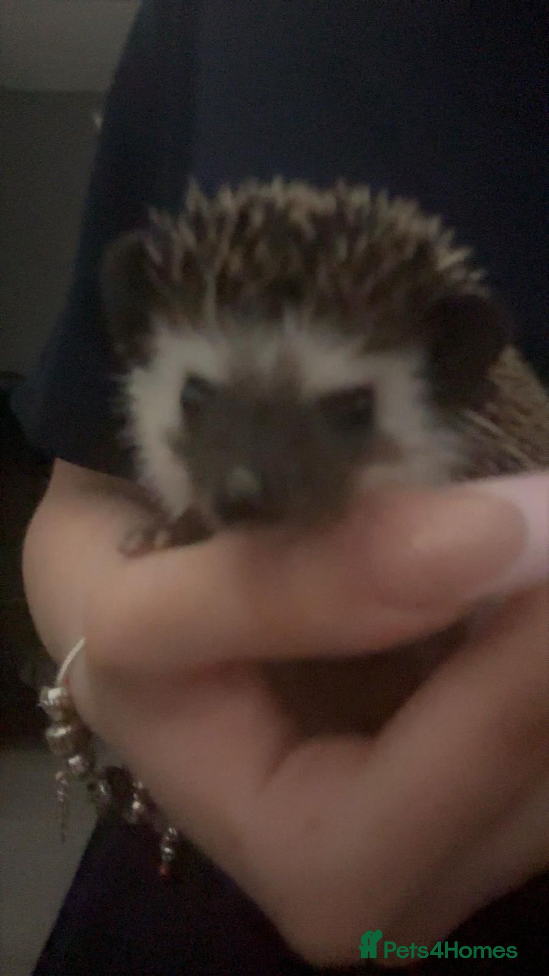 Pygmy Hedgehog rodents for sale: Pygmy hedgehog ( 9 months) - Image 6