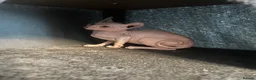 Sphynx cats for sale: Last unique split face girl with elf ears!💛 - Advert 9