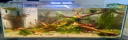 Pufferfish fish for sale: Complete setup available - pea puffers, Corys etc in Worcester - Advert 4