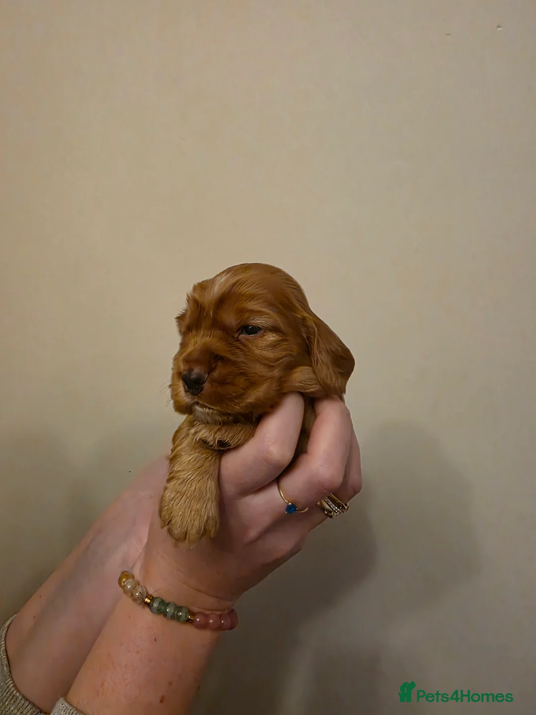 Cocker Spaniel dogs for sale: 🐾 Beautiful Show Cocker Spaniel Puppies 🐾 - Advert 15