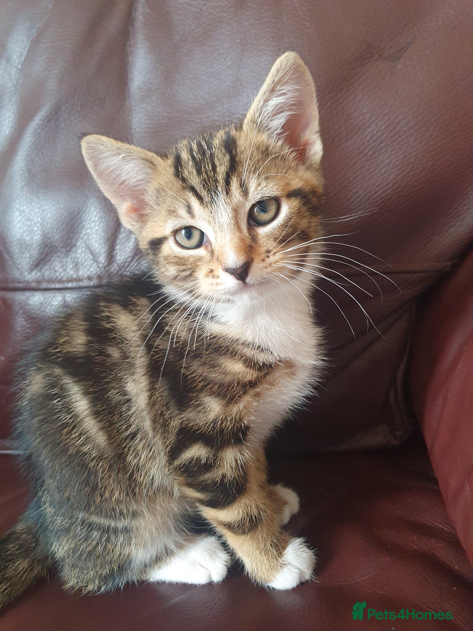 Mixed Breed cats for sale: Beautiful Mix Breed - Advert 14