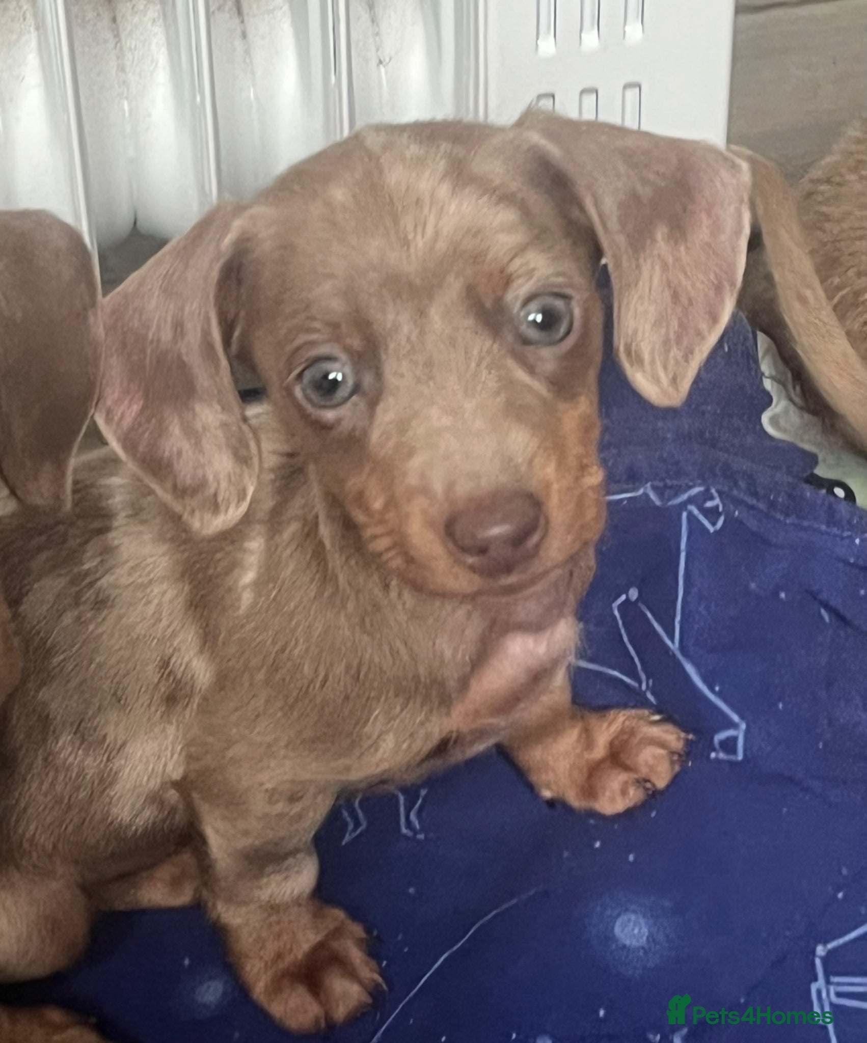 Miniature Dachshund dogs Ready this weekend miniature dachshund pups - Advert 18