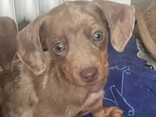 Miniature Dachshund dogs Ready this weekend miniature dachshund pups - Advert 16