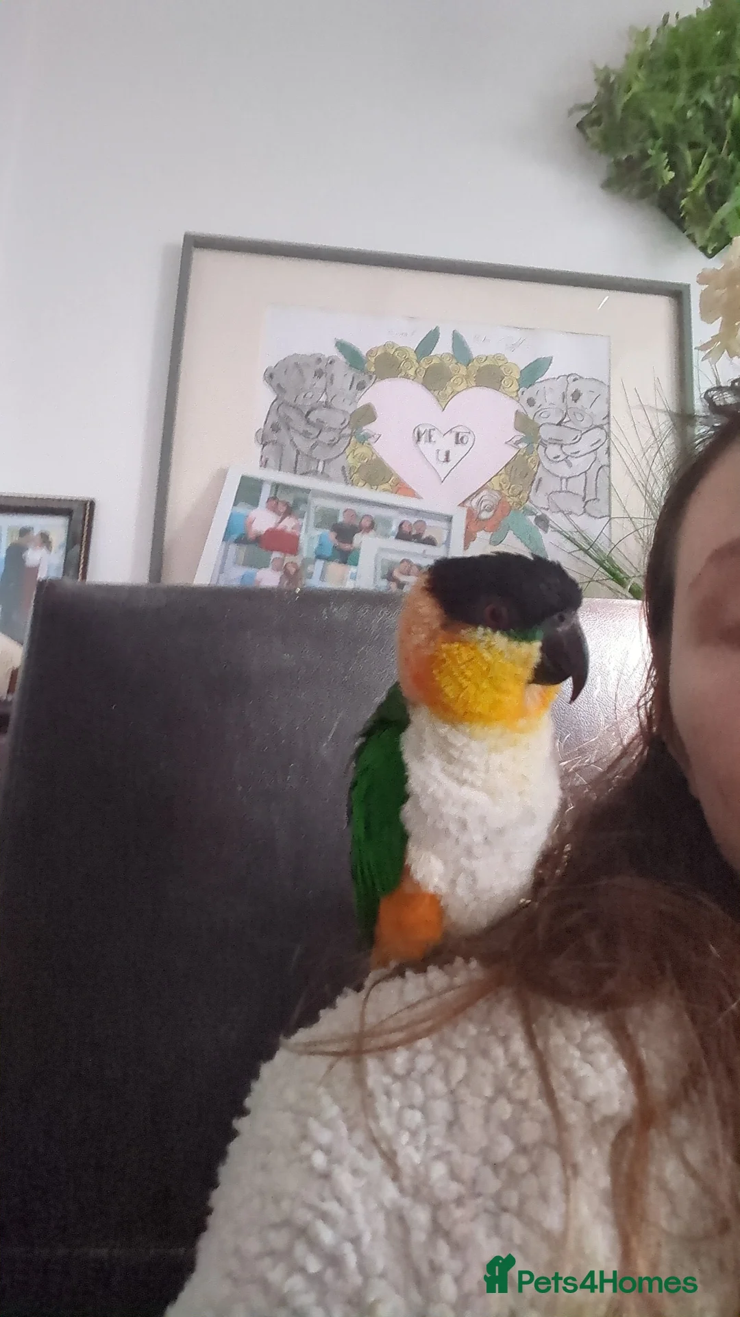 Parrots birds for sale: Black headed caique silly tamed babies - Advert 3