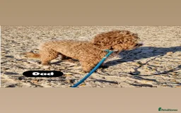 Cavapoo dogs for sale: Adorable Cavapoos ready for their new families 🐾 - Image 35