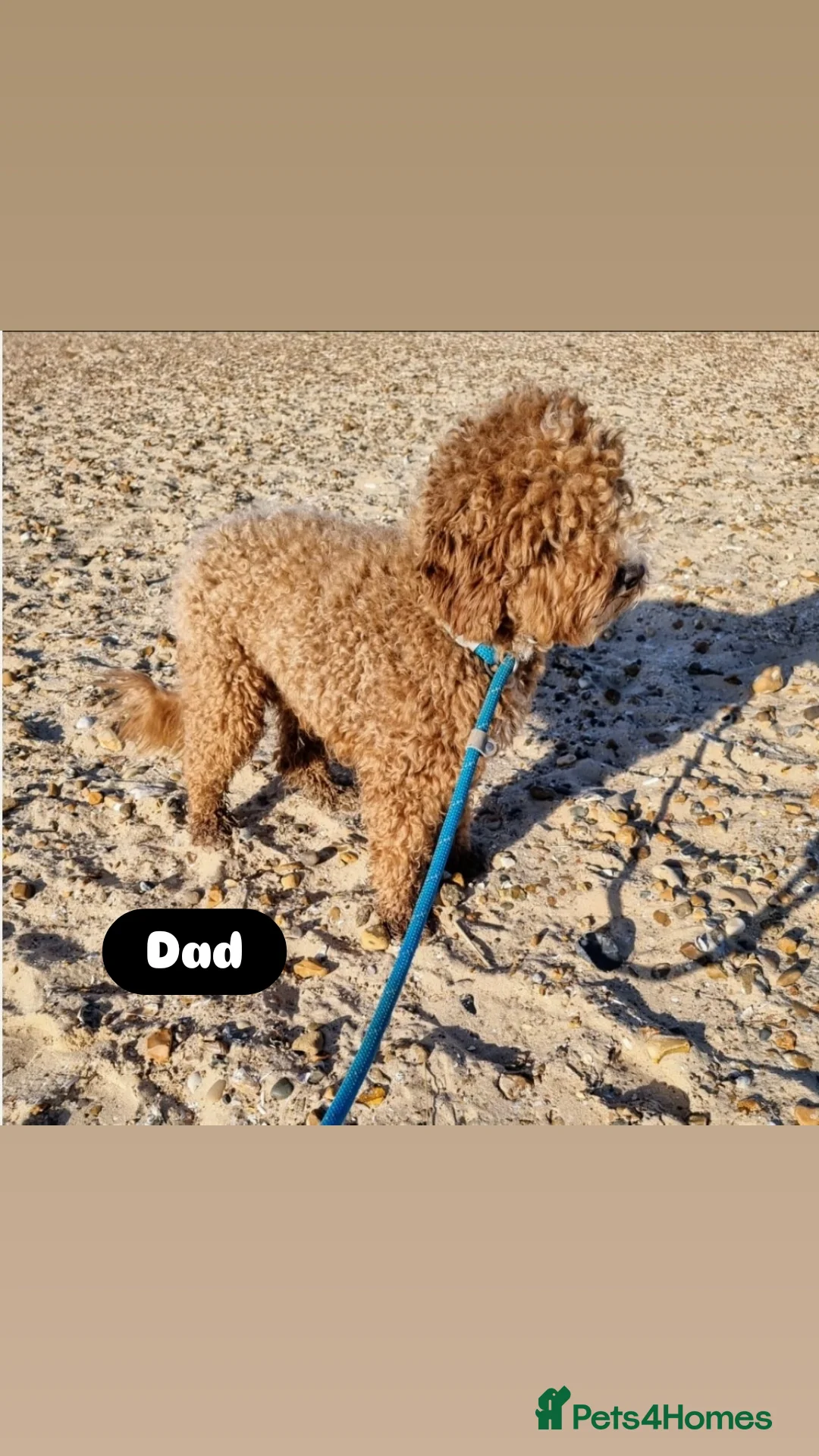 Cavapoo dogs for sale: Adorable Cavapoos ready for their new families 🐾 - Image 35