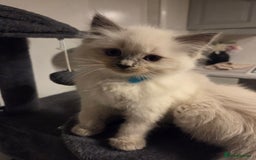 Ragdoll cats for sale: Pure blue mitted Ragdoll kittens - Image 3