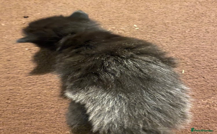 British Longhair cats - Advert 1