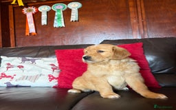 Golden Retriever dogs for sale: Chunky red golden retriever puppies  - Image 8