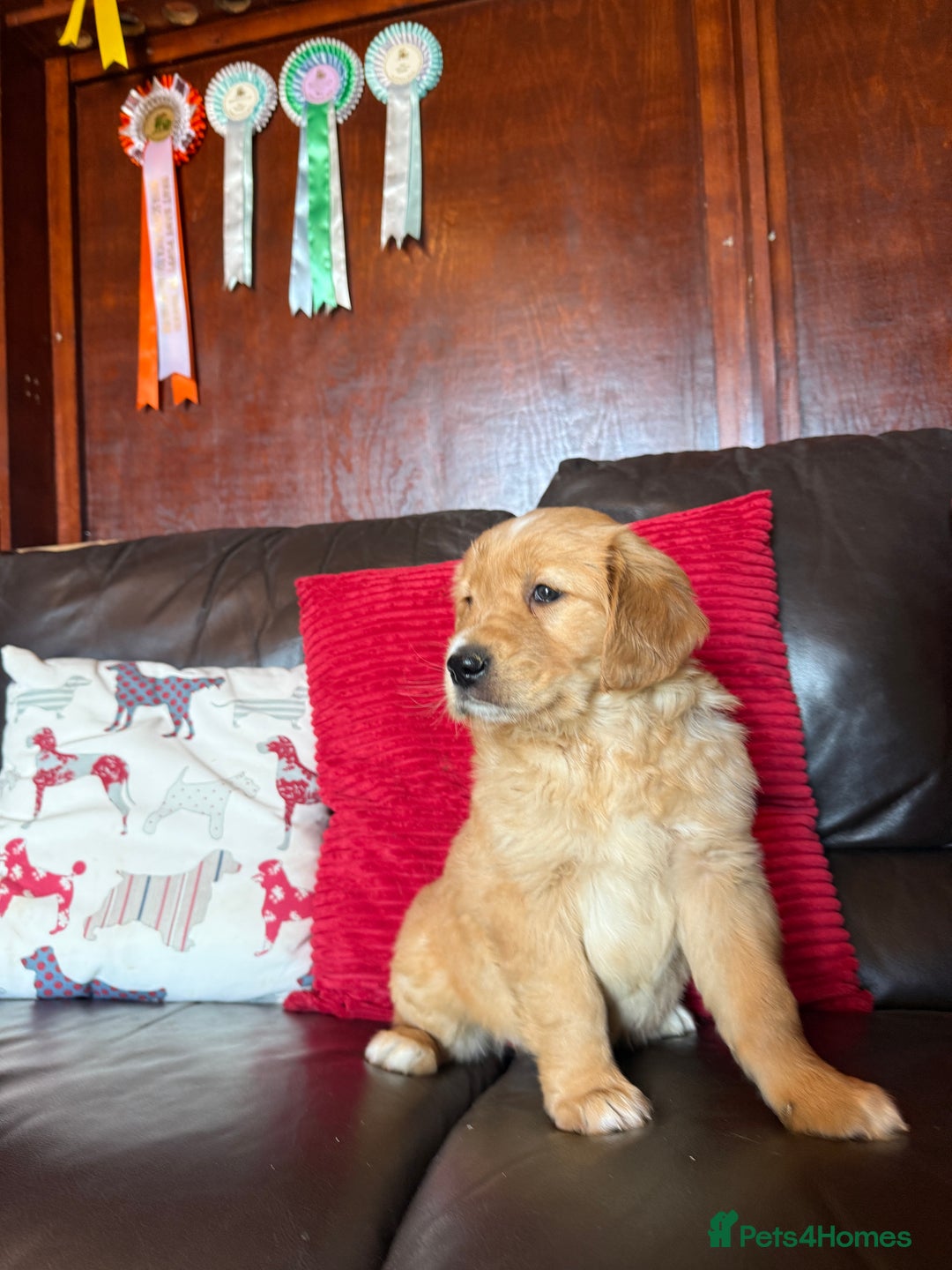 Golden Retriever dogs for sale: Chunky red golden retriever puppies  - Image 8