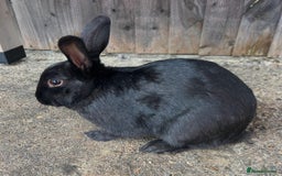 Lionhead rabbits for sale: Coco & Binky Neutered & Fully Bonded Rabbits - Image 7