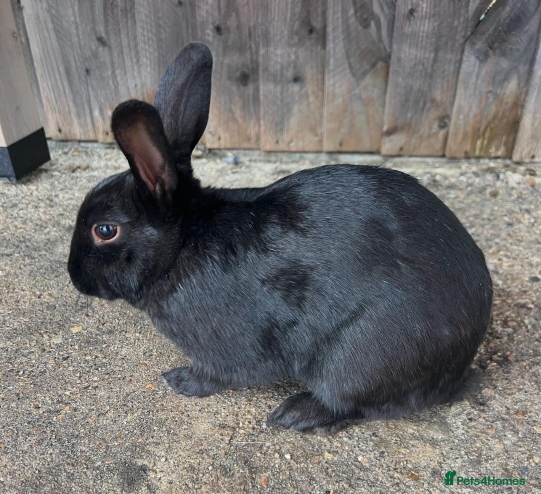 Lionhead rabbits for sale: Coco & Binky Neutered & Fully Bonded Rabbits - Image 7
