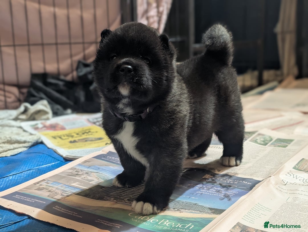Akita dogs for sale: European Champions Bloodline American Akita's  - Advert 10