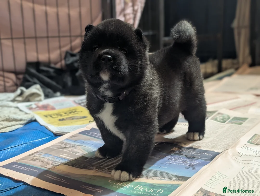 Akita dogs for sale: European Champions Bloodline American Akita's  - Advert 21