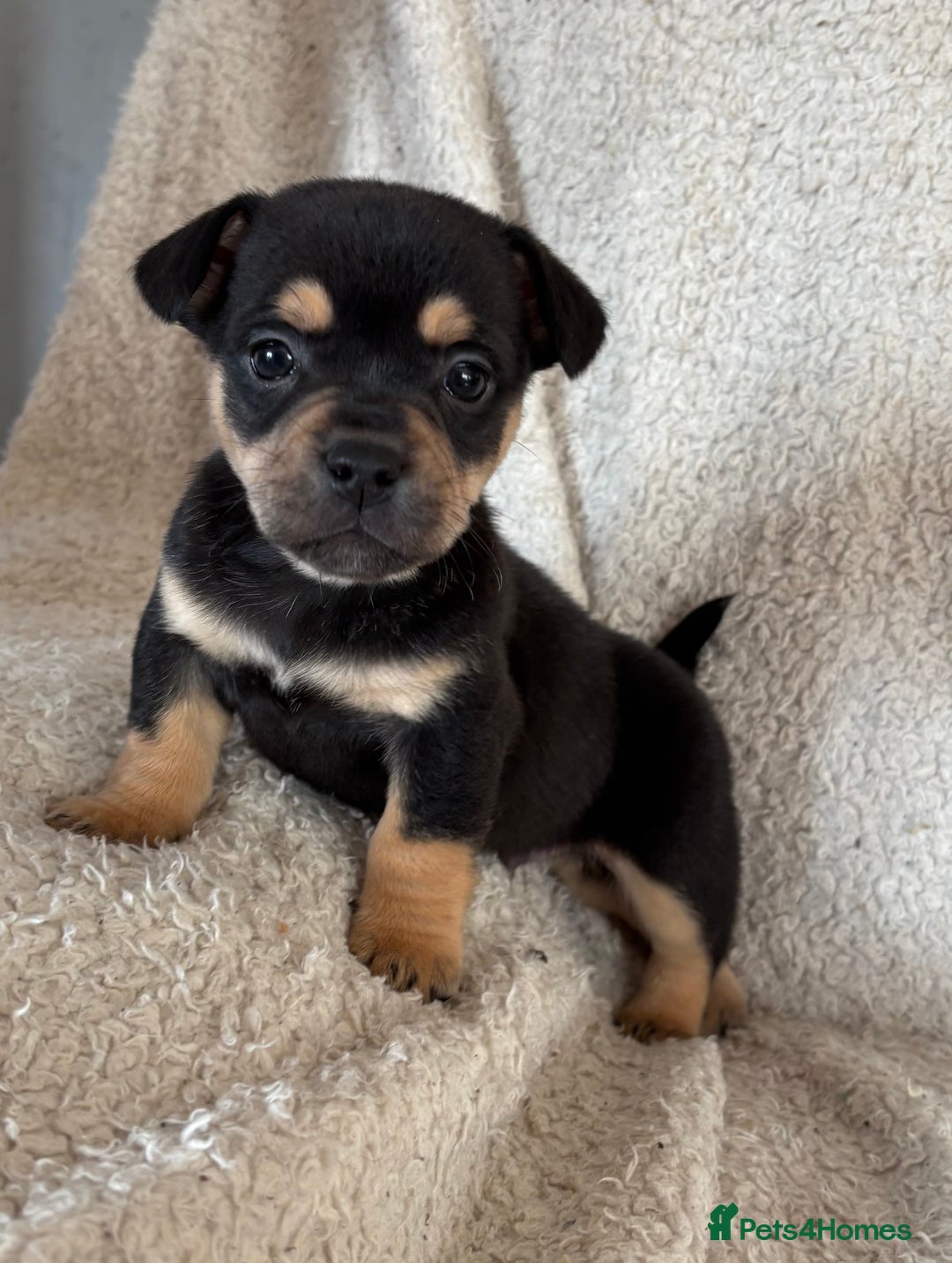 Mixed Breed dogs for sale: Frenchie cross Jack Russell puppies  - Advert 3