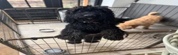 Mixed Breed dogs for sale: Mario, 2 year old energetic Labradoodle. READ! in King's Lynn - Advert 6