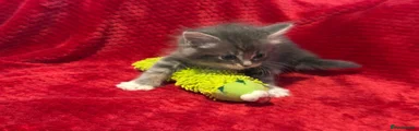 Red Collar (Female)