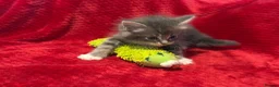 Maine Coon cats for sale: 6 Beautiful Maine Coon crossed Ragdoll kittens - Advert 6