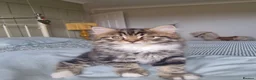 Mixed Breed cats for sale: 4 beautiful domestic longhair mixed kittens in Ellesmere Port - Advert 2
