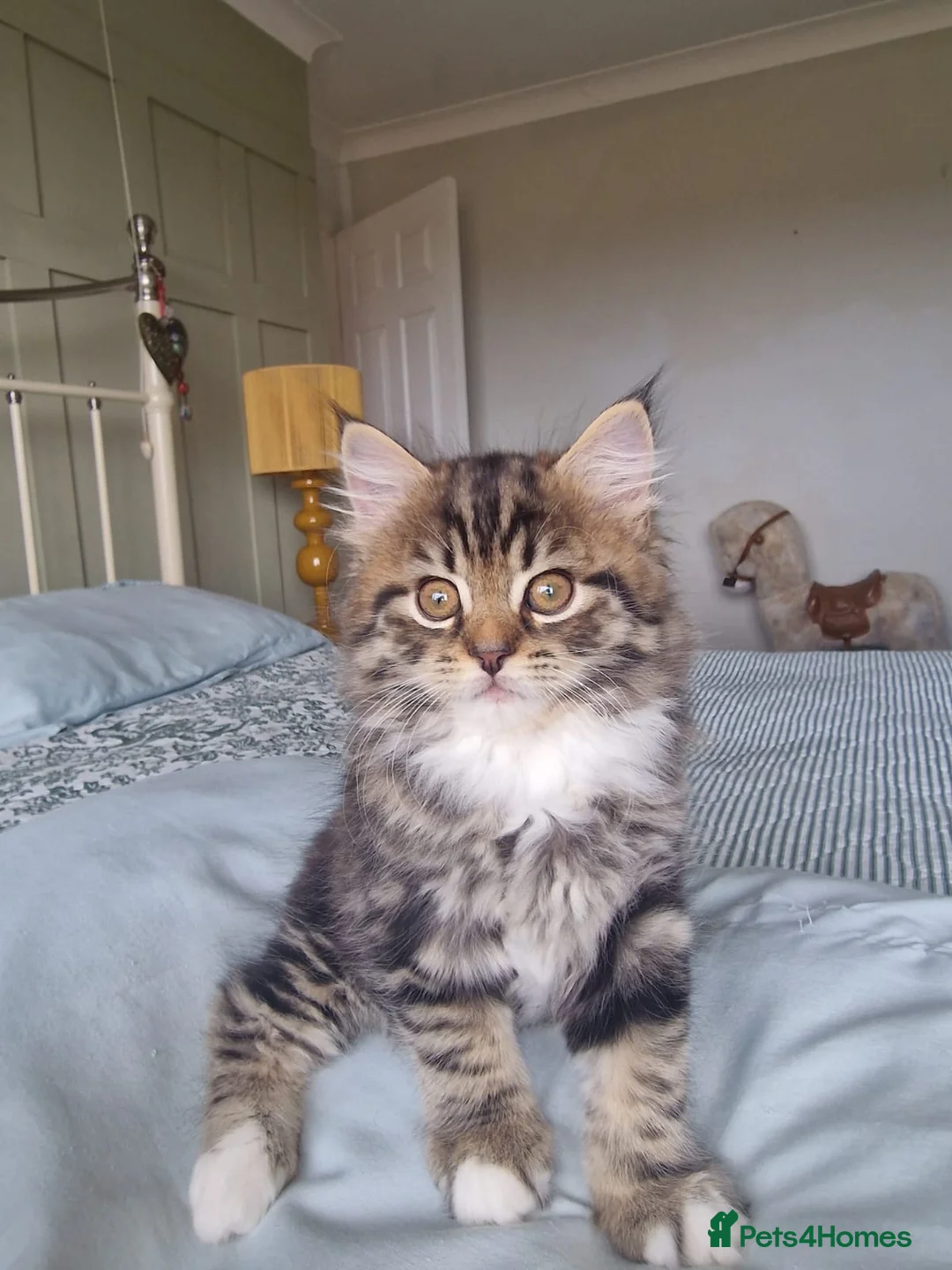 Mixed Breed cats for sale: 4 beautiful domestic longhair mixed kittens in Ellesmere Port - Advert 2