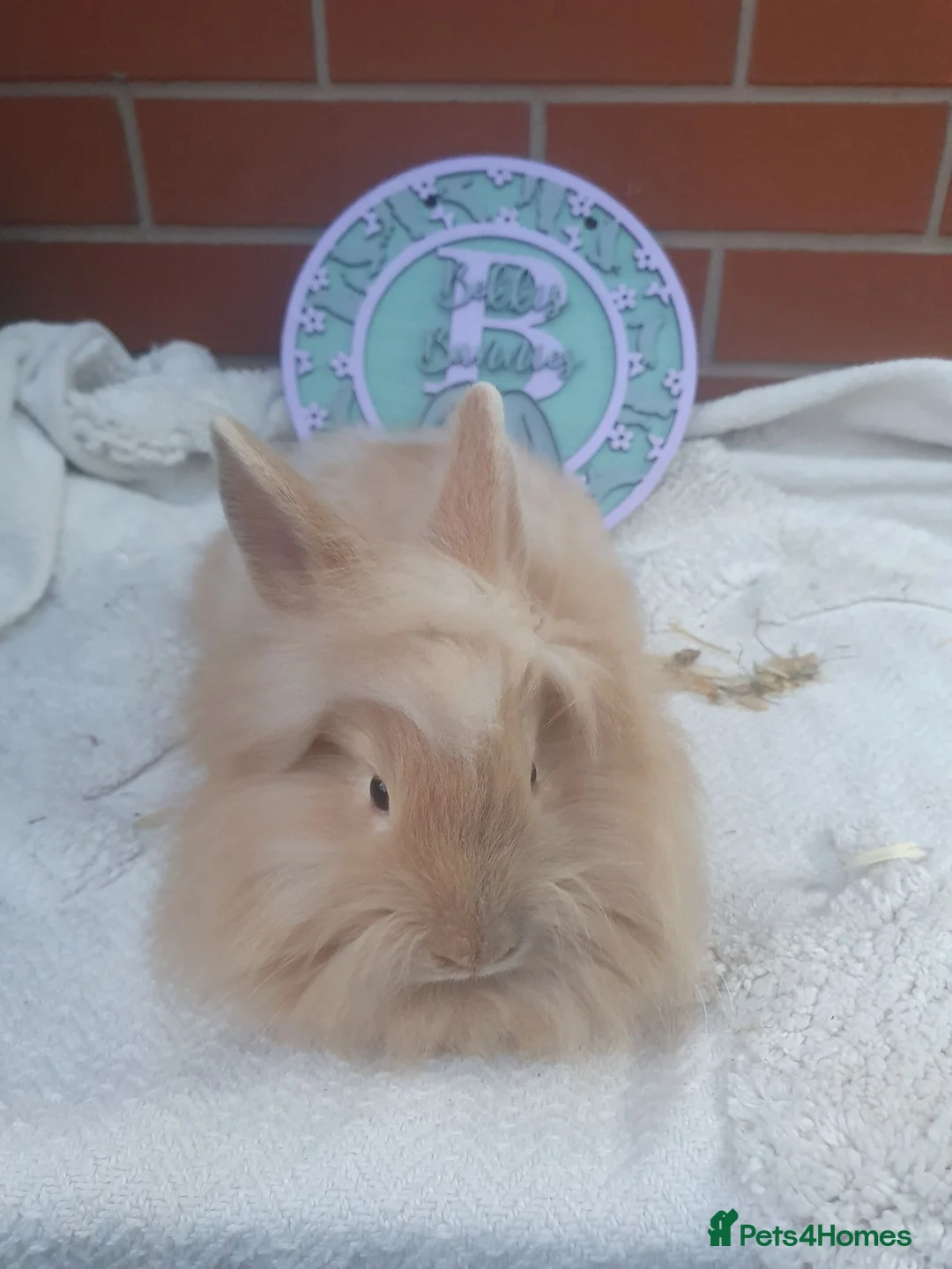 Lionhead rabbits for sale: Double mane lionhead - Advert 7