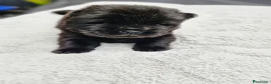 Chow Chow 6