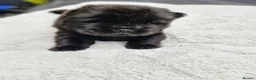 Chow Chow dogs for sale: Show stopping DWKC chow chow pups - Advert 5