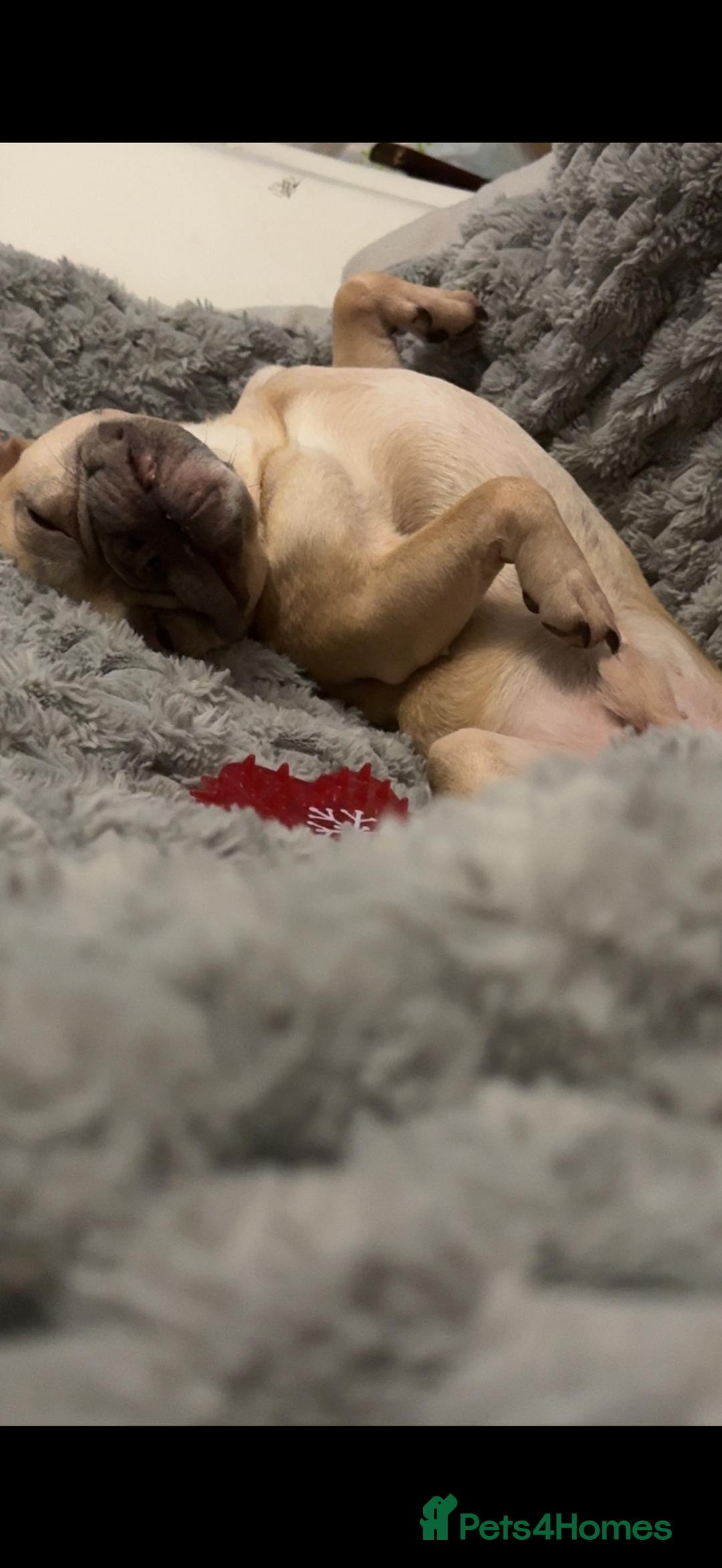 French Bulldog dogs for sale: French bulldog  - Advert 2