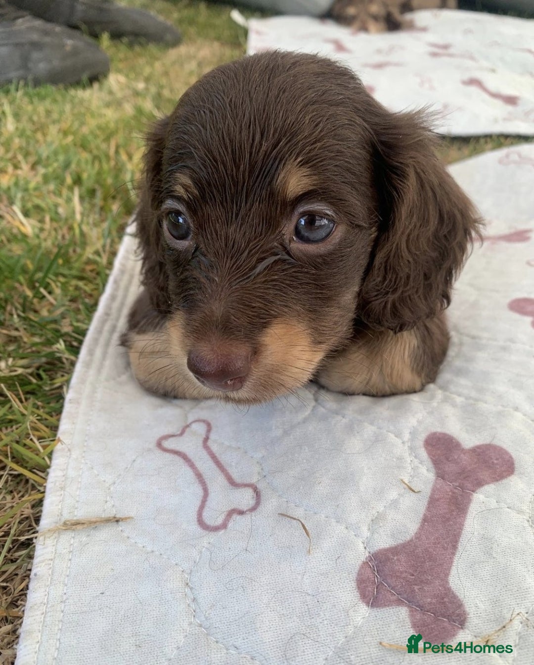 Miniature Dachshund dogs for sale: Long Haired Miniature Dachshunds Ready Soon !! - Image 4